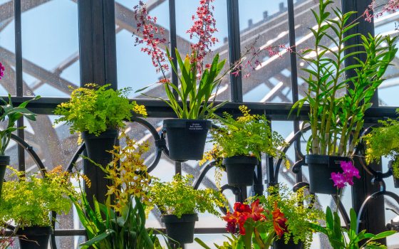 a variety of orchids in pots on a lattice backdrop